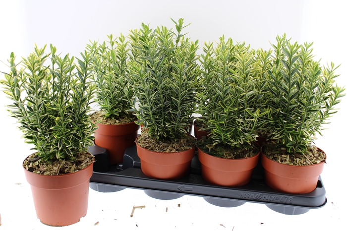 <h4>EUONYMUS JA M AUREOV</h4>