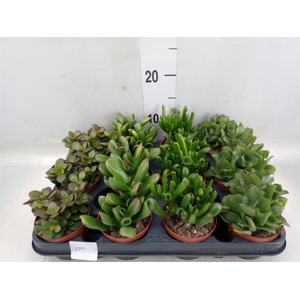 Crassula   ...mix