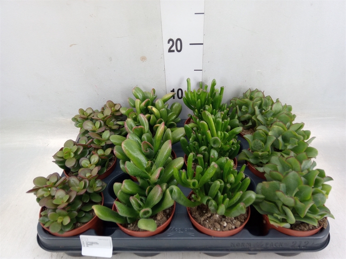 <h4>Crassula   ...mix</h4>