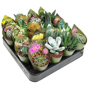 MIX CACTUS AND SUCCULENTS POT Ø 5,5 WITH POTCOVER - TRAY 20 PCS (CACTUS EN SUCCULENTEN)