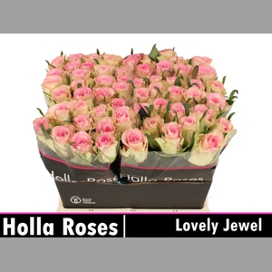 R GR LOVELY JEWEL