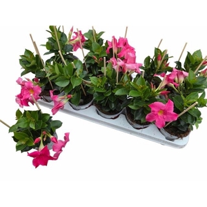 MANDE RIO PINK