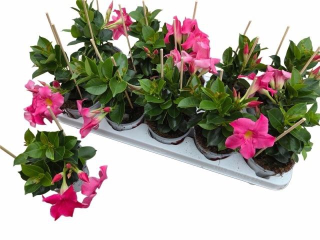 <h4>MANDE RIO PINK</h4>