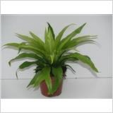 Asplenium 12 Cm. P. Antiquum