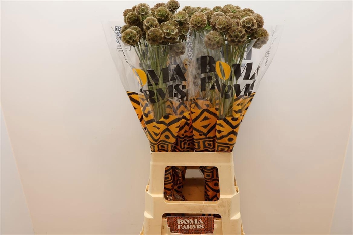 <h4>SCABIOSA STELLATA ZD</h4>