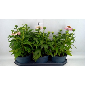 Echinacea  'SunSeekers Pink'