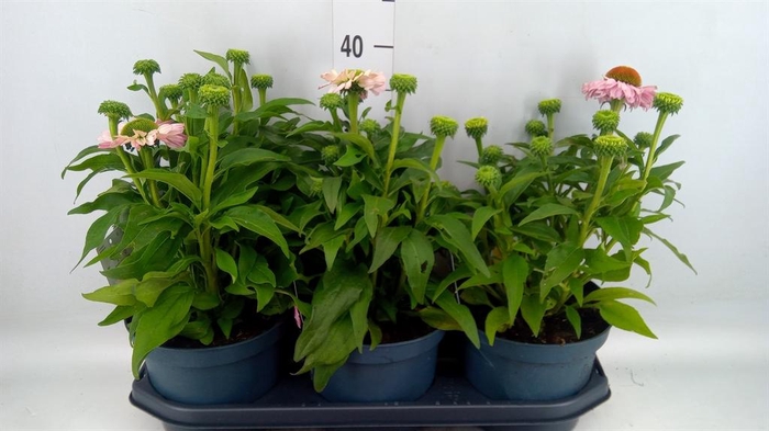 <h4>Echinacea  'SunSeekers Pink'</h4>