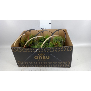 Tillandsia