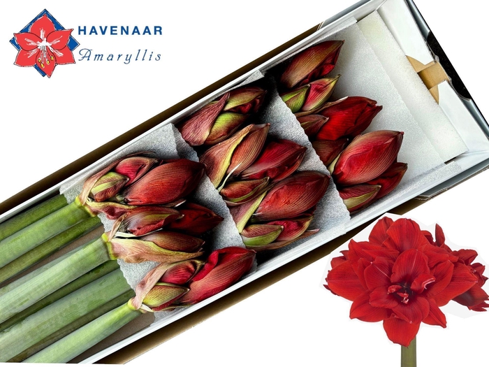 <h4>HIPPEASTRUM DG 'RED TORO'</h4>