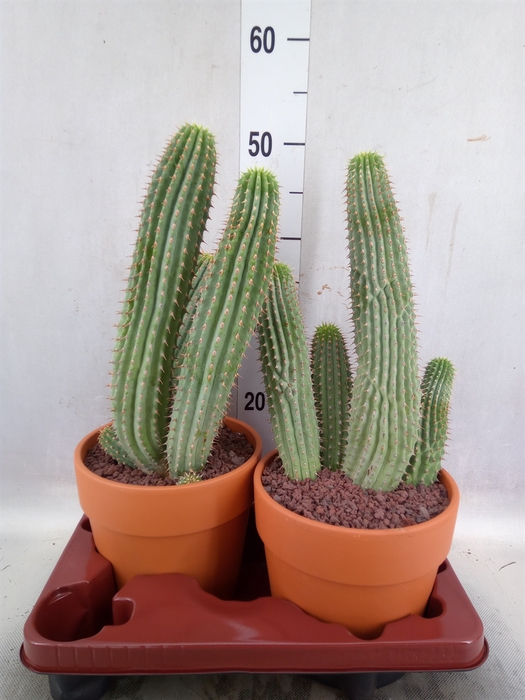 Cactus   ...