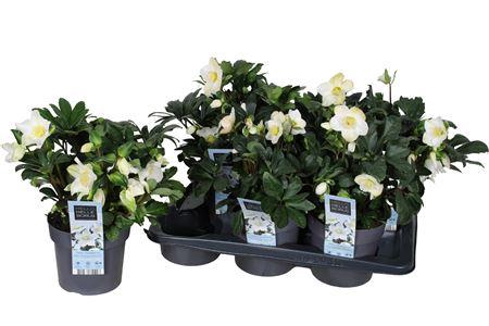 <h4>Hell Ni Chr Carol 5-6</h4>