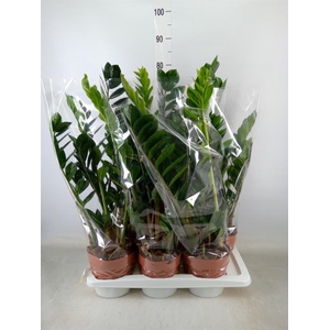 Zamioculcas zamiifolia