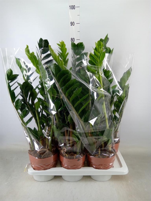 <h4>Zamioculcas zamiifolia</h4>