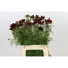 Cosmos Bordeaux
