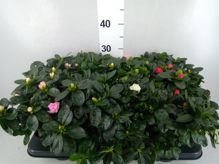 <h4>Rhododendron sim. 'Hellmut V' .mix</h4>