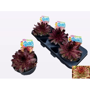 Sempervivum  'ChickCh Gi Copp Cany'