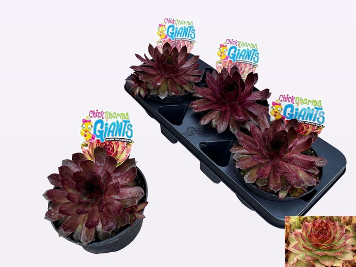 <h4>Sempervivum  'ChickCh Gi Copp Cany'</h4>