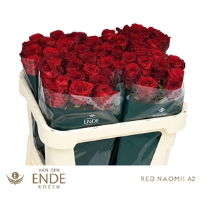 R Gr Red Naomi A2