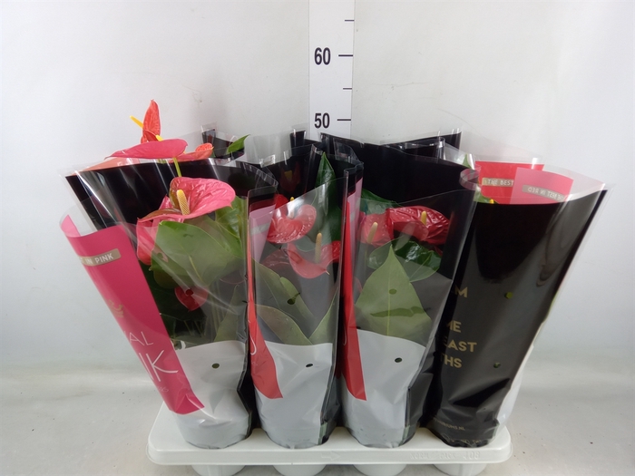 <h4>Anthurium   ...mix</h4>