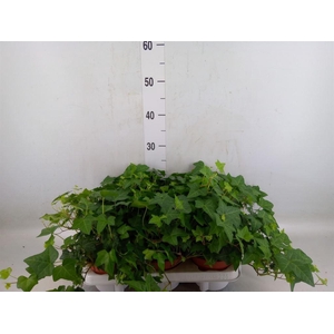 Hedera   ...green leafed