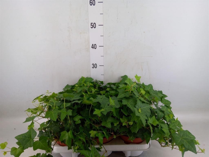 <h4>Hedera   ...green leafed</h4>