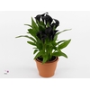 Zantedeschia Odessa Calla zwart in bedrukte hoes