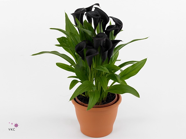 Zantedeschia Odessa Calla zwart in bedrukte hoes
