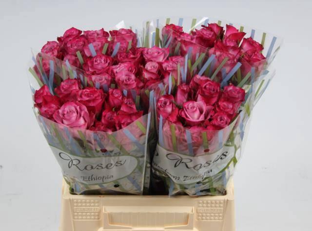 <h4>R GR DEEP PURPLE</h4>