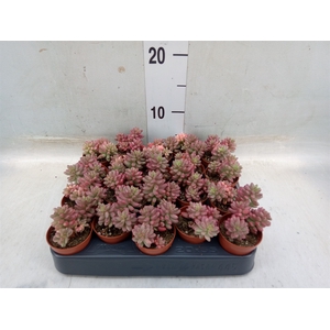 Sedum rubrotinctum 'Aurora'