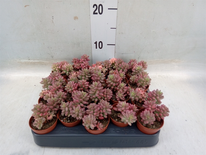 <h4>Sedum rubrotinctum 'Aurora'</h4>