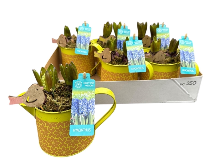 <h4>ARR HYACINTH</h4>