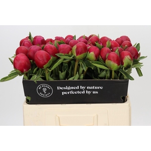 Paeonia Belgravia