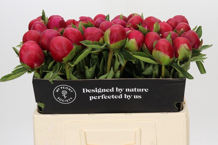<h4>Paeonia Belgravia</h4>