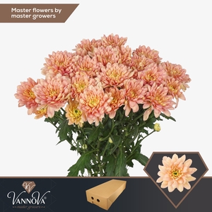 Chr T Baltica Salmon