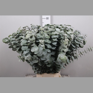 Euca Baby Blue Per Bunch Xxl