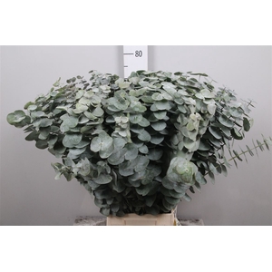 Euca Baby Blue Per Bunch Extra