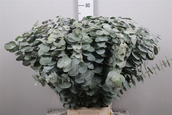 <h4>Euca Baby Blue Per Bunch Extra</h4>