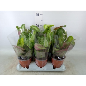 Maranta leuc. 'Exclusive Grey'