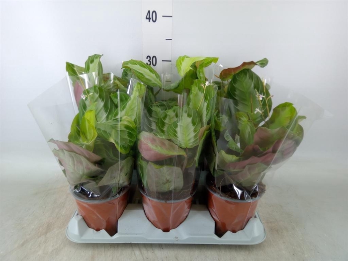 <h4>Maranta leuc. 'Exclusive Grey'</h4>