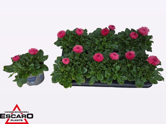 <h4>BELLIS PERENNIS</h4>