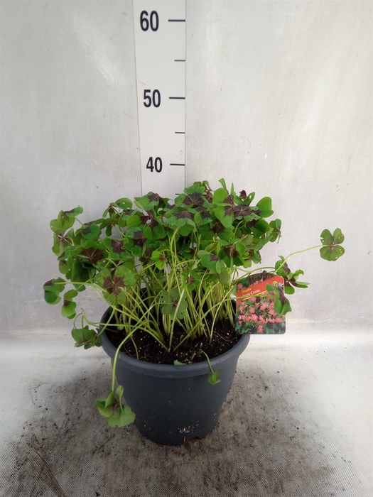 Oxalis tetraphylla 'Iron Cross'