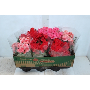 BEGONIA P15