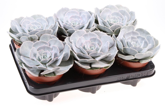 <h4>Echeveria  'Pollux'</h4>