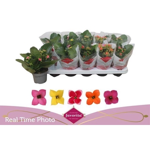 KALANCHOE MIX FAVORITA 