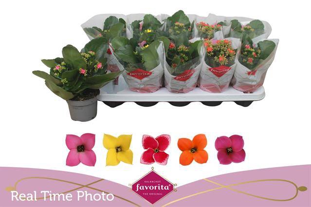 <h4>KALANCHOE MIX FAVORITA </h4>