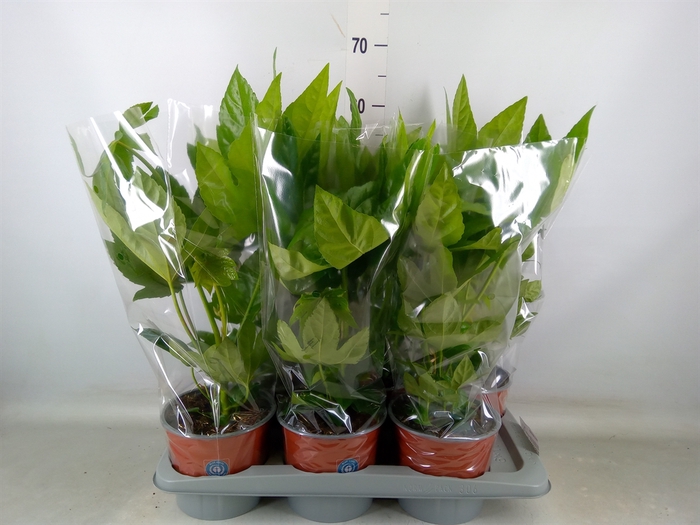 <h4>Fatsia japonica   ...</h4>