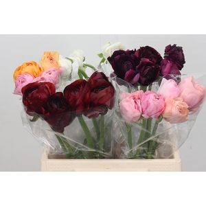 Ranunculus Elegance Mix in Box