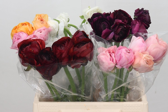 Ranunculus Elegance Mix in Box