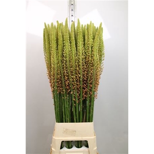 Eremurus Cleopatra
