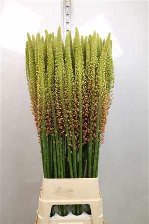 <h4>Eremurus Cleopatra</h4>